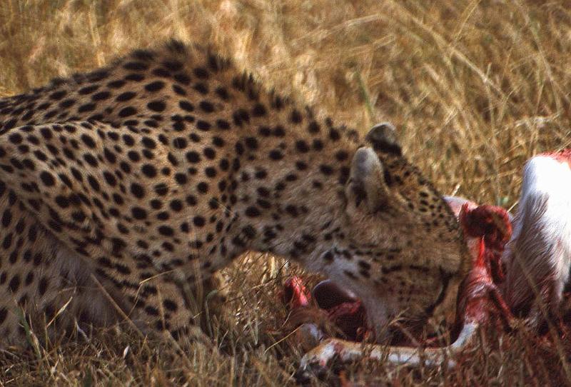 WT 1400 200-33 Kenya.jpg